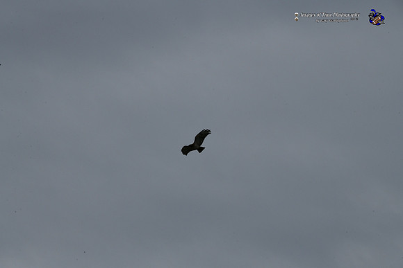 _MRG0555