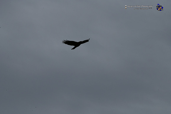 _MRG0567