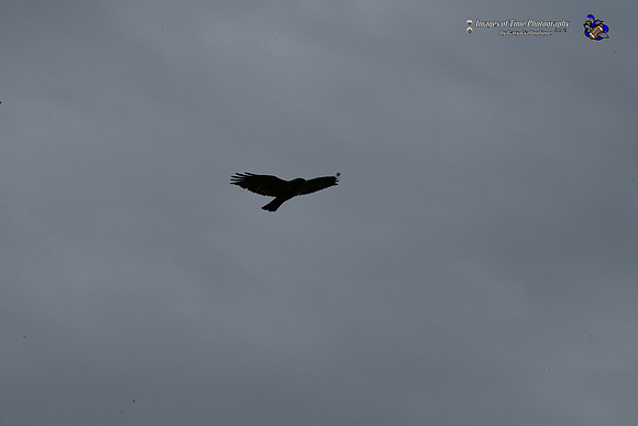 _MRG0568