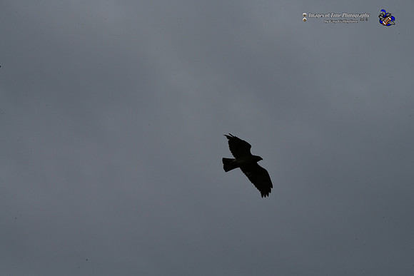 _MRG0570