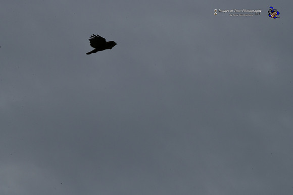 _MRG0572