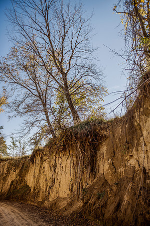 Tree Roots_