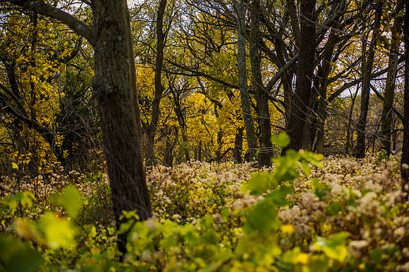 Waubonsie St Park 3_