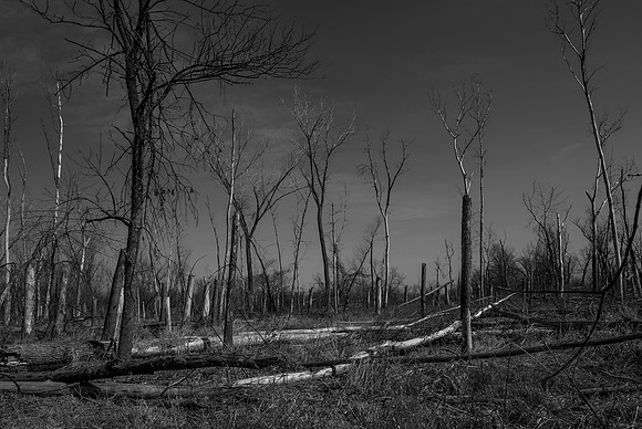Dead Wood Forest