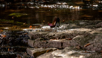 "Cindy" Platte River State Park September 27, 2024