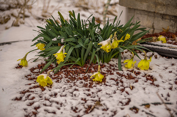 Spring Flowers SW Iowa April 14 2014