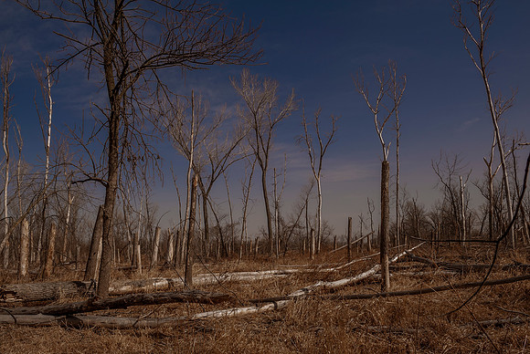 Dead Wood Forest