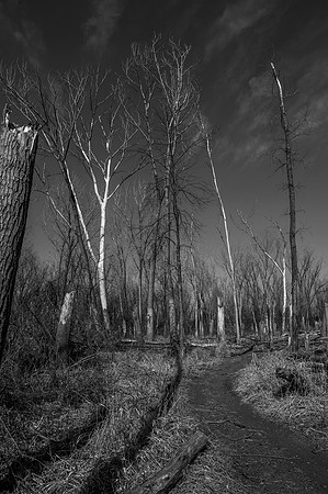 Dead Wood Forest