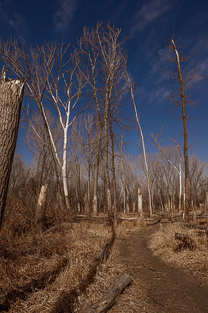 Dead Wood Forest